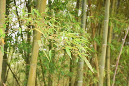 竹中有真意 乡村有美景