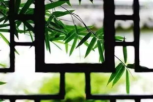 风中竹舞，清响竹露 唯美竹韵