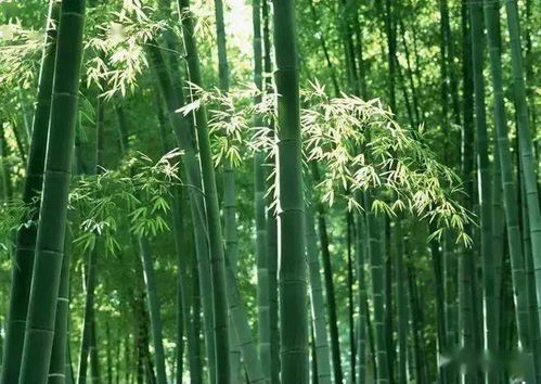 这100张梅兰竹菊图，各有千秋，邀您共赏 竹之篇