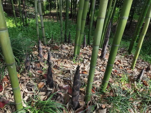 挖笋观竹探药理 竹海深处的野趣课
