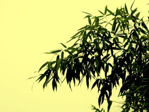 竹影阑珊 中关村在线摄影论坛的光影礼赞